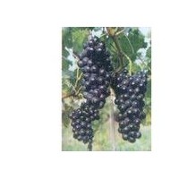 軟子石榴苗，大紅袍石榴苗，夢陽紅石榴苗