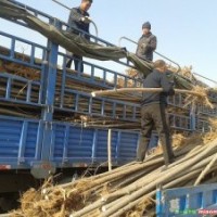 專供山西：速生楊，毛白楊，新疆楊