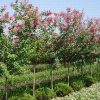 百日紅 大苗小苗