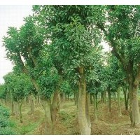 供應(yīng)湖南3米截桿香樟，12公分全冠香樟樹，精品香樟樹