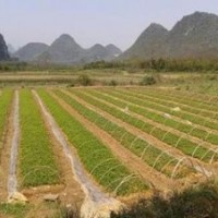 最新白玉蘭小苗價格 供應10公分白玉蘭價格