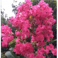 四川成都溫江供應紫薇，桂花，櫻花，楠木