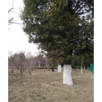 出售香樟大葉女貞,廣玉蘭