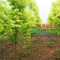 金葉復(fù)葉槭