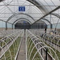 竹柳快繁苗，美國竹柳