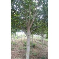 廣東沉香風景樹