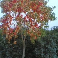 叢生烏桕價(jià)格.現(xiàn)在15公分烏桕價(jià)格15公分全冠烏桕價(jià)格