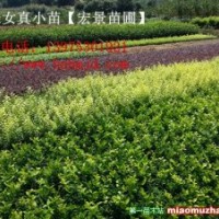 金森女貞小苗-湖南金森女貞球批發(fā)銷售-宏景苗木公司