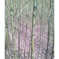 1-3公分柳樹出售