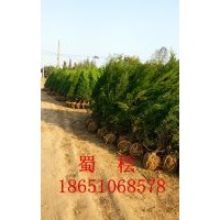 蜀檜價格，2米蜀檜價格，哪里蜀檜價格便宜