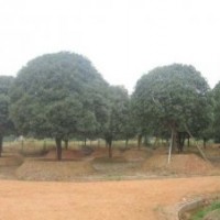 大量供應(yīng)12公分全冠精品桂花樹(shù)，湖南全冠桂花樹(shù)，湖南桂花樹(shù)價(jià)格