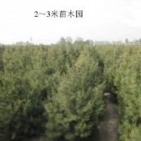 鈣果，國槐，白皮松