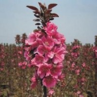 山東西府海棠成活率最高