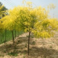 金葉國槐為您傾情供應(yīng)優(yōu)質(zhì)保量