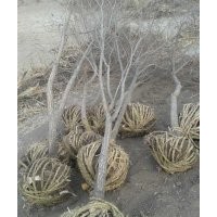 遼寧朝陽誠信苗木基地大量供應(yīng)五角楓 蒙古櫟 丁香