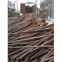 3公分欒樹(shù)價(jià)格