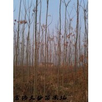 4公分欒樹(shù)價(jià)格