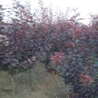 大量紅葉李小苗批發(fā)，四公分紅葉李供應(yīng)，山東紅葉李樹苗