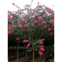 5-7公分紅花紫薇