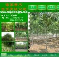 7到10公分香花槐 20公分及以上垂柳 3-4公分國(guó)槐