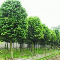 8公分天竺桂基地批發(fā)價格 8公分福建天竺桂 8公分天竺桂