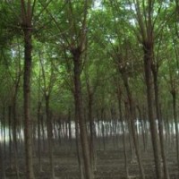 江蘇重陽(yáng)木價(jià)格10公分8公分重陽(yáng)木報(bào)價(jià)重陽(yáng)木基地