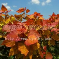 楊樹桂花紅葉石楠彩葉植物、彩楊、彩色植物、全紅楊、紅葉楊
