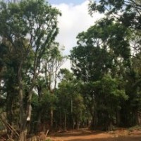 【樸樹滇樸、黃連木】出售