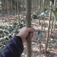 大葉女貞2-4公分7000顆處理