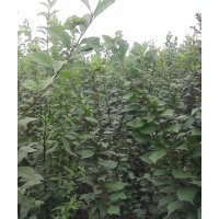 緊急出售榆葉梅