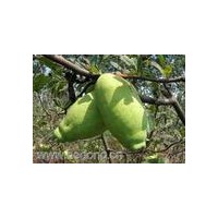 木瓜苗，木瓜苗生長習(xí)性，形態(tài)，及苗木批發(fā)