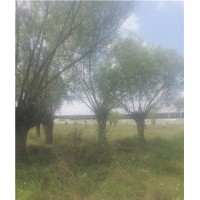 陜西省榆林市出售饅頭柳旱柳旱柳饅頭柳供應(yīng)