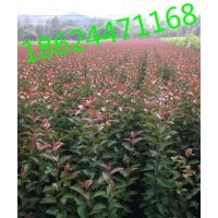 光輝海棠苗《圖》