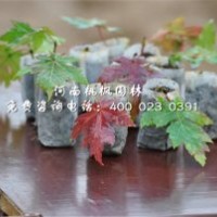 河南桃楓園林美國(guó)紅楓優(yōu)質(zhì)選供出售