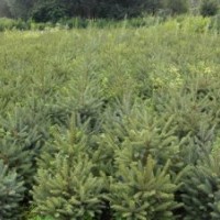 甘肅云杉2015最新報(bào)價(jià)