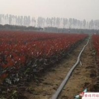 江蘇10公分15公分青桐價(jià)格青桐基地批發(fā)報(bào)價(jià)