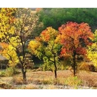 江蘇烏柏產(chǎn)地價格28公分精品全冠烏柏報價