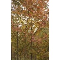 安徽米徑15公分楓香報(bào)價(jià)楓香批發(fā)價(jià)格