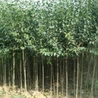 速生大葉女貞哪里有速生大葉女貞苗常青喬木樹(shù)種