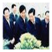 供應(yīng)含笑，含笑花，含笑苗，江蘇含笑，別名：香蕉花、含笑梅、笑