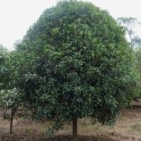 供應(yīng)本基地優(yōu)質(zhì)苗木，廣玉蘭，大葉女貞，桂花，紫薇，大葉黃楊