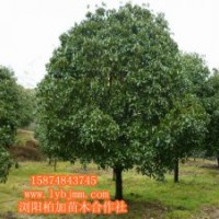 瀏陽綠化苗精品桂花苗、桂花基地