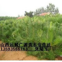 1米營(yíng)養(yǎng)杯油松大量出售、1米營(yíng)養(yǎng)杯油松出售