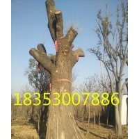 30公分國槐價格