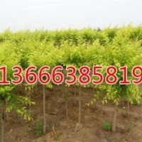 有需要買毛白楊到生態(tài)綠價(jià)格又便宜