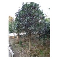 河南桂花價(jià)格|5公分桂花價(jià)格