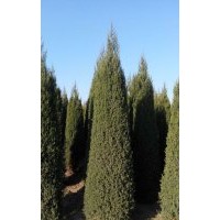 供應(yīng)4米的北京儈柏，河南儈柏，塔儈