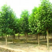 紅玉蘭小苗價(jià)格10公分精品紅玉蘭銷售