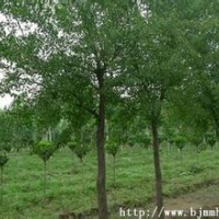 提供杜仲報(bào)價(jià)15公分杜仲銷售