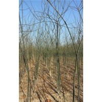 山東供應3公分國槐